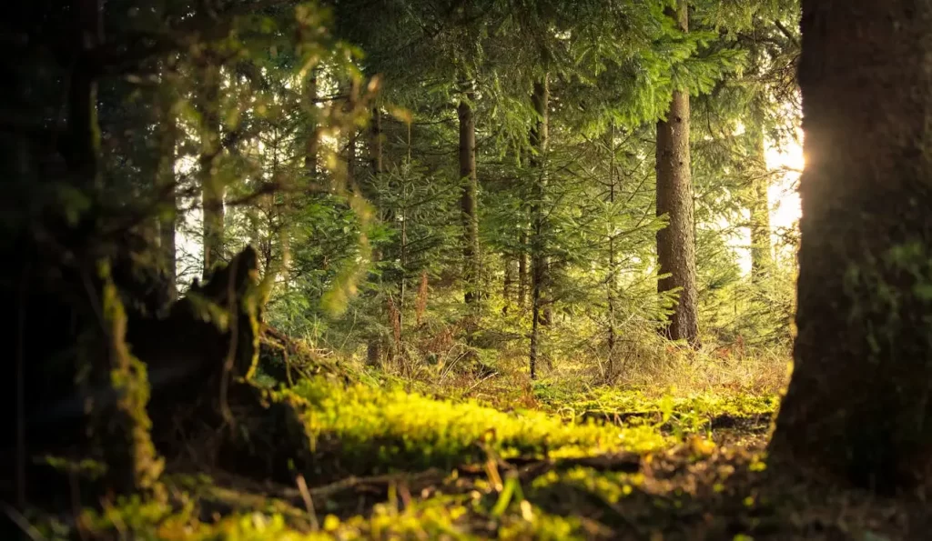Forest-2